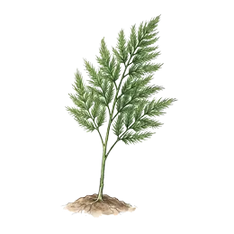 Spargel – Wachstumsphase