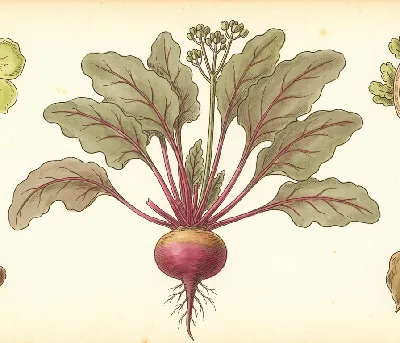 Rote Bete – botanische Illustration