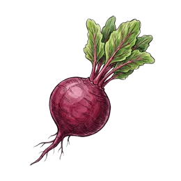 Rote Bete – Pflanze oder Frucht
