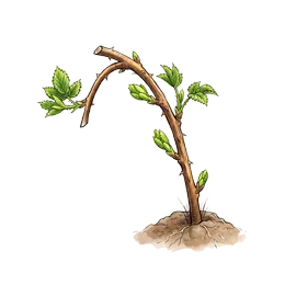 Brombeeren – Startphase