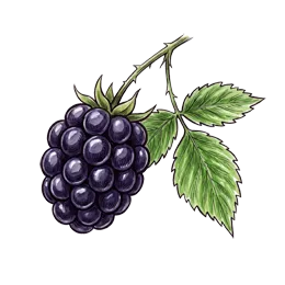 Brombeeren – Pflanze oder Frucht