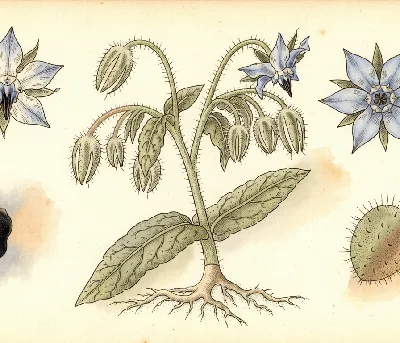 Borretsch – botanische Illustration