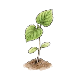 Andenbeere – Startphase
