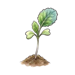 Blumenkohl – Startphase