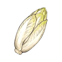 Chicorée – Pflanze oder Frucht
