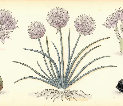 Schnittlauch – botanische Illustration