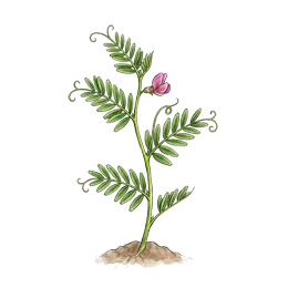Sommerwicke – Wachstumsphase