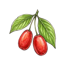 Kornelkirsche – Pflanze oder Frucht