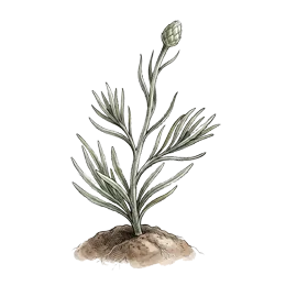 Kornblume – Wachstumsphase