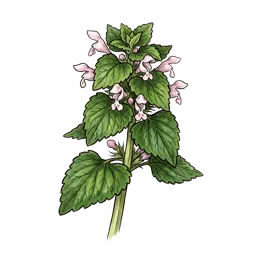 Taubnessel – Pflanze oder Frucht