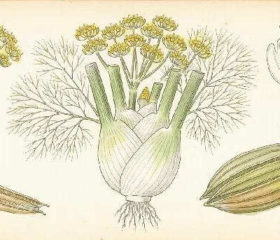 Knollenfenchel – botanische Illustration