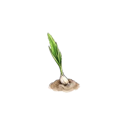Knoblauch – Startphase