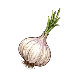 Knoblauch – Pflanze oder Frucht