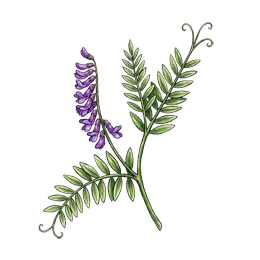 Winterwicke – Pflanze oder Frucht