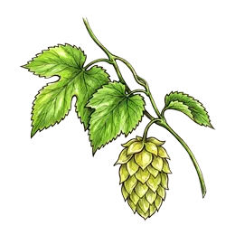 Hopfen – Pflanze oder Frucht
