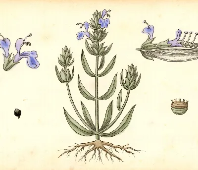 Ysop – botanische Illustration