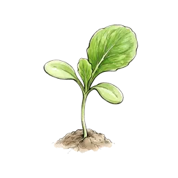 Eissalat – Startphase
