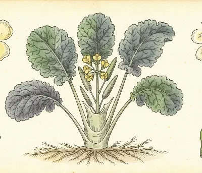 Grünkohl – botanische Illustration