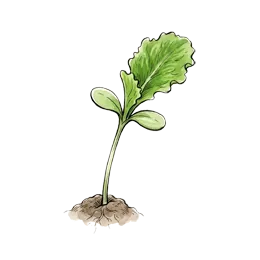 Kopfsalat – Startphase