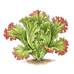 Lollosalat – Wachstumsphase