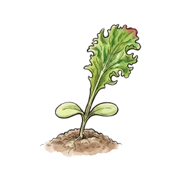 Lollosalat – Startphase
