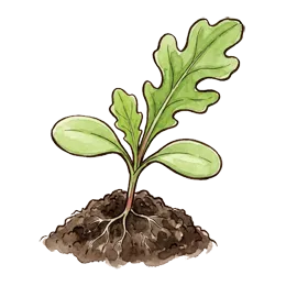 Eichblattsalat – Startphase