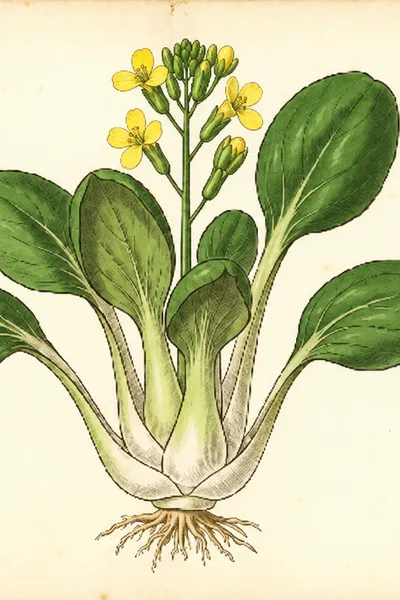 Pak Choi – botanische Illustration