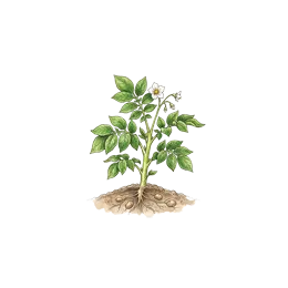 Kartoffeln – Wachstumsphase