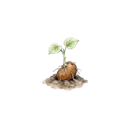 Kartoffeln – Startphase