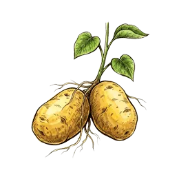 Kartoffeln – Pflanze oder Frucht