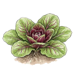 Radicchio – Wachstumsphase