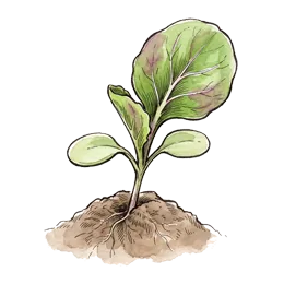 Radicchio – Startphase