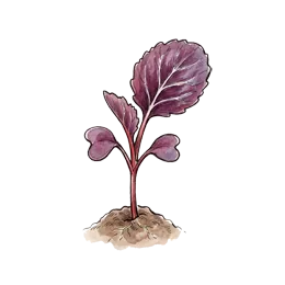 Rotkohl – Startphase