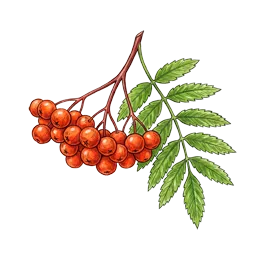 Vogelbeere – Pflanze oder Frucht