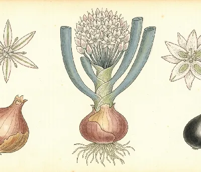 Schalotte – botanische Illustration