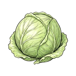 Weißkohl – Pflanze oder Frucht