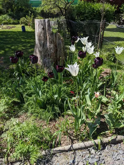 Dunkelviolette und weiße Tulpen blühen rund um einen alten Baumstumpf.