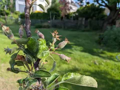 Kleine grüne Äpfel mit vertrockneten Blütenresten an einem belaubten Zweig.