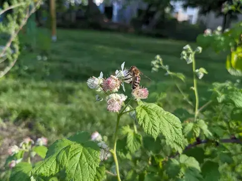 Eine Biene sitzt auf einer hellen Himbeerblüte neben weiteren Blüten und grünen Blättern.