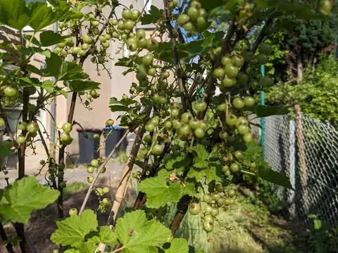 Lange Trauben mit kleinen grünen Johannisbeeren hängen zwischen belaubten Zweigen.