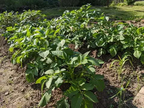 Mehrere Reihen kräftiger Kartoffelpflanzen wachsen auf angehäufelter Erde im sonnigen Beet.