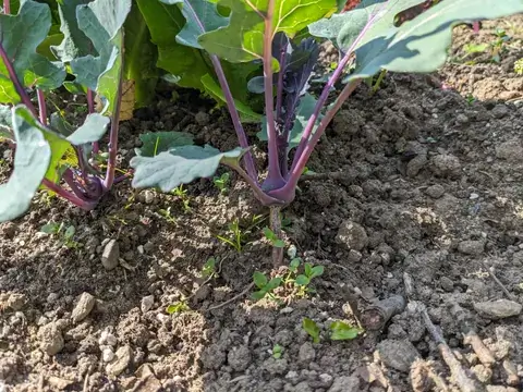 Junge Kohlrabipflanzen mit violetten Stängeln und blaugrünen Blättern wachsen in brauner Gartenerde.