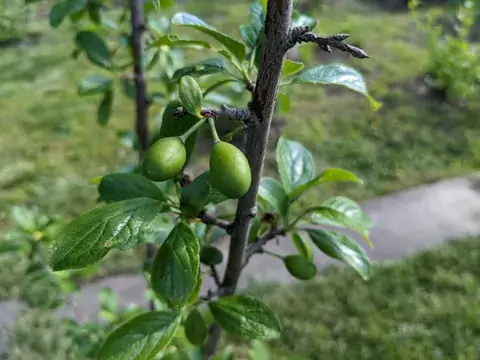 Mehrere kleine grüne Pflaumen hängen an einem dunklen Zweig zwischen glänzenden Blättern.