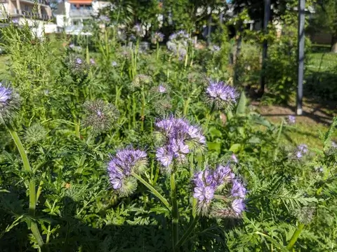 Violette Phaceliablüten über fein gegliedertem Laub am Beetrand.