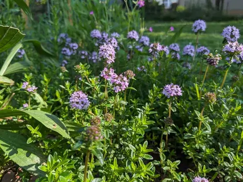 Viele kleine rosaviolette Thymianblüten stehen in runden Gruppen über dichtem grünem Laub.