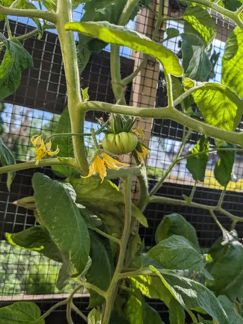 Eine kleine gerippte grüne Tomate hängt neben gelben Blüten vor einem Drahtgitter.