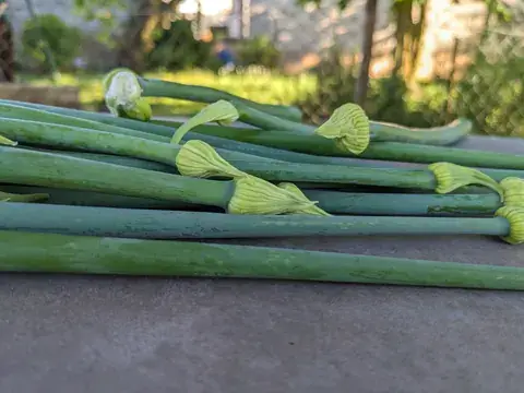Geschnittene grüne Zwiebeltriebe mit geschlossenen Blütenknospen liegen nebeneinander auf einem Gartentisch.