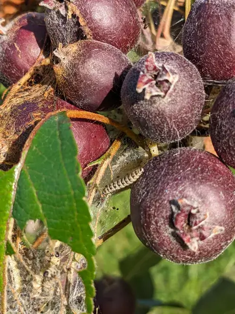 Helle gemusterte Raupen und feine Gespinste sind zwischen dunkelroten Felsenbirnenfrüchten und grünen Blättern zu sehen.