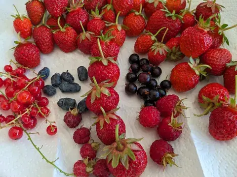 Erdbeeren, Himbeeren sowie rote, schwarze und längliche blaue Beeren liegen nebeneinander auf hellem Untergrund.