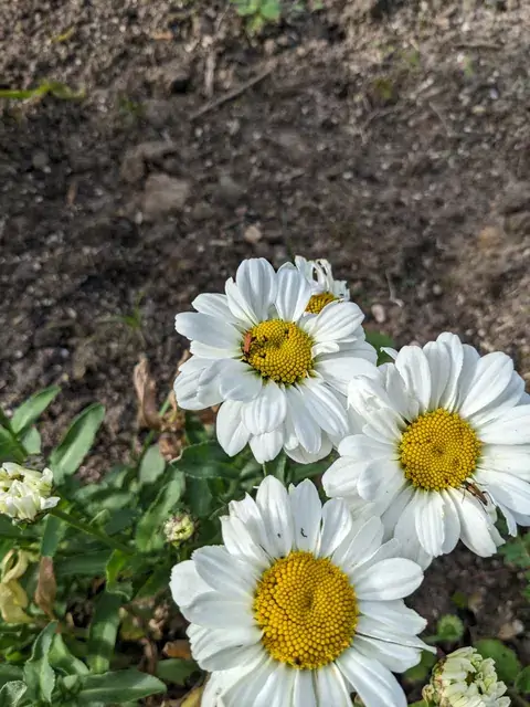 Weiße Margeriten mit gelber Mitte blühen am Rand einer offenen Beetfläche.